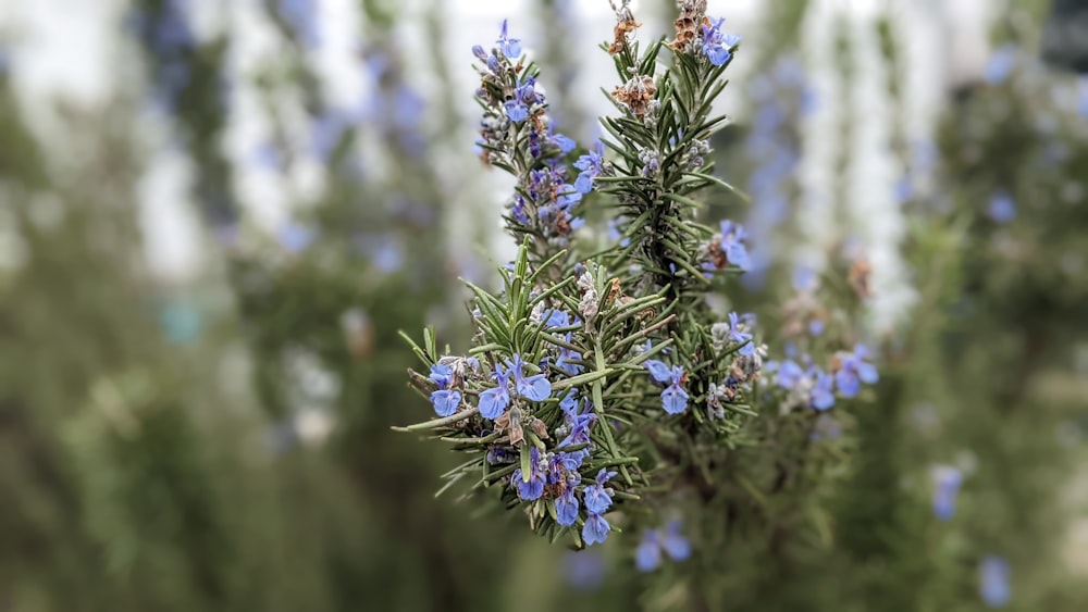 a close up of a plant with blue flowers