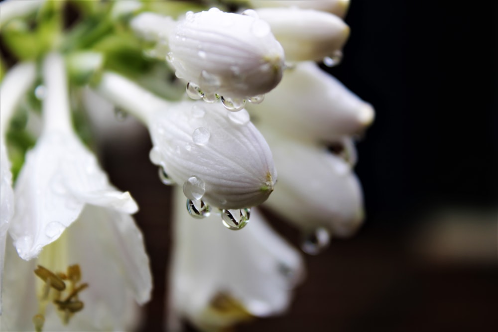 un ramo de flores blancas con gotas de agua sobre ellas