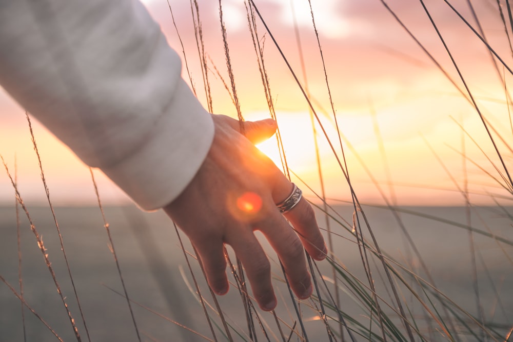 a person's hand reaching for the sun through tall grass