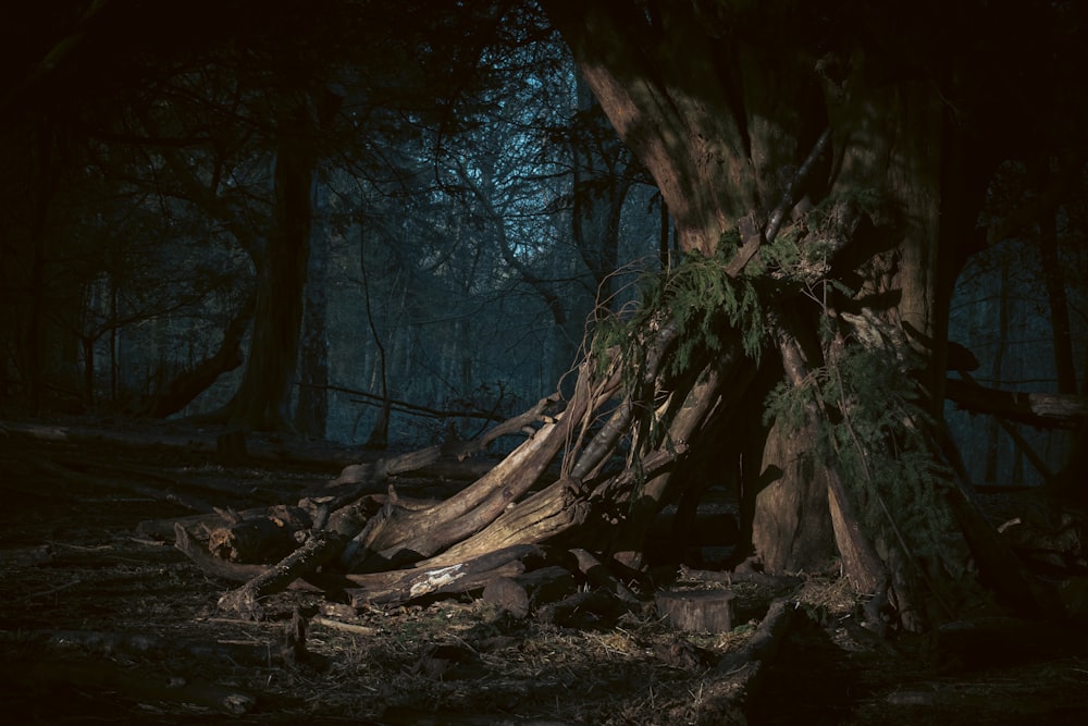 a large tree in the middle of a forest