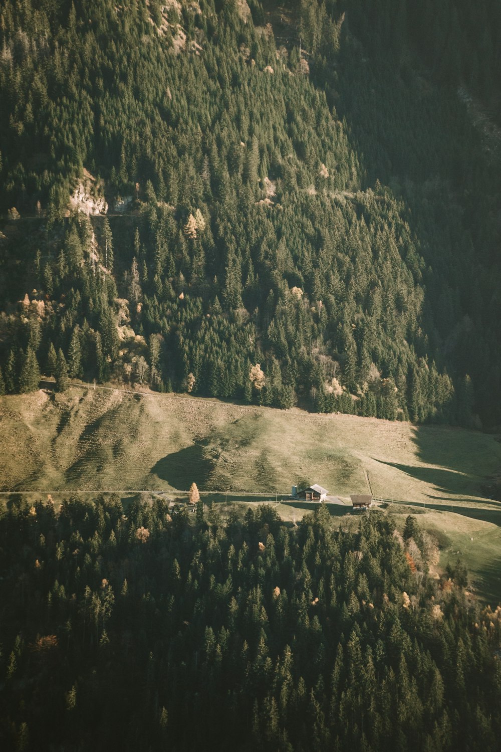 a train traveling through a lush green forest