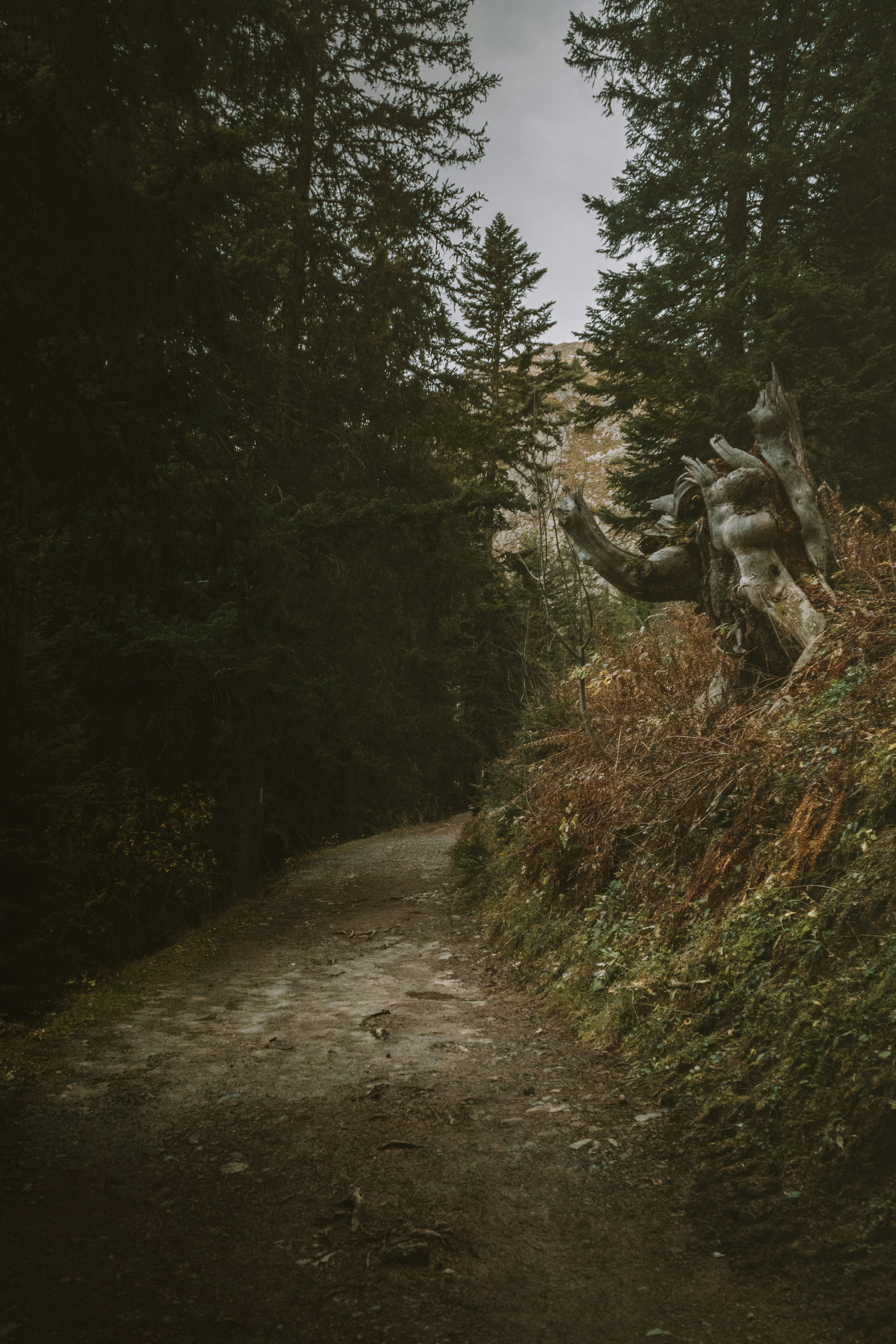 Un chemin de terre dans les bois avec un arbre tombé