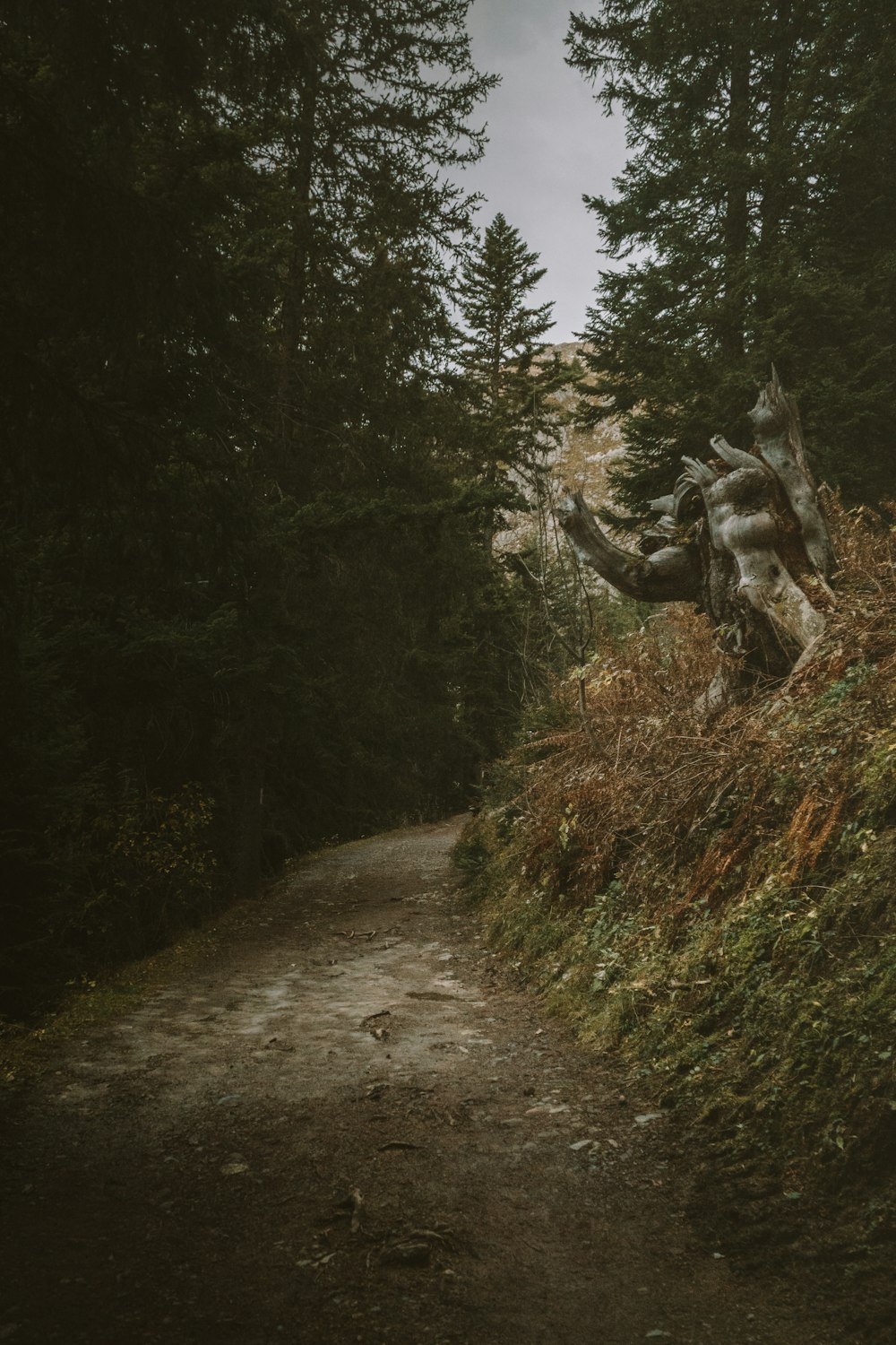 a dirt road in the woods with a fallen tree