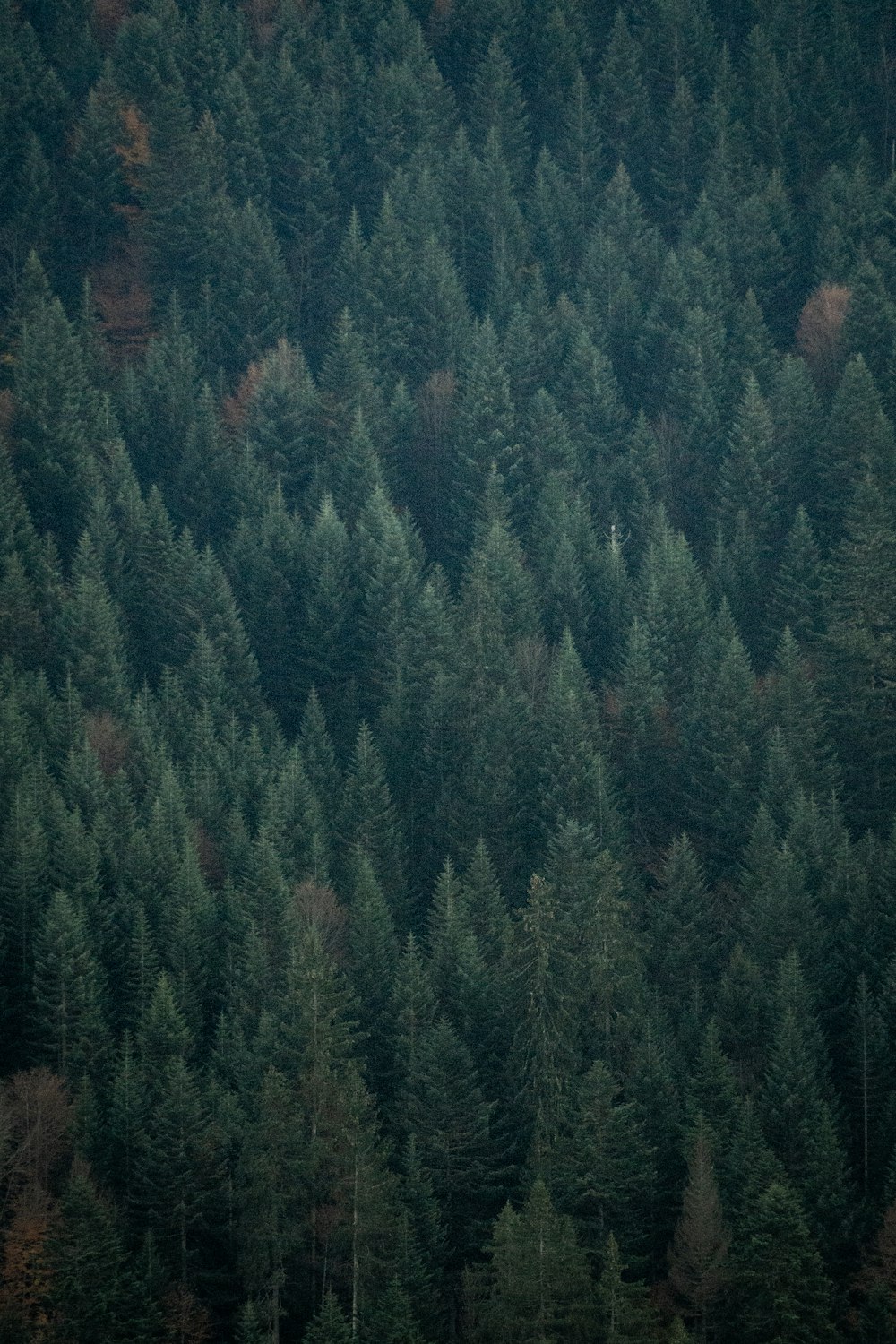 a plane flying over a forest filled with trees