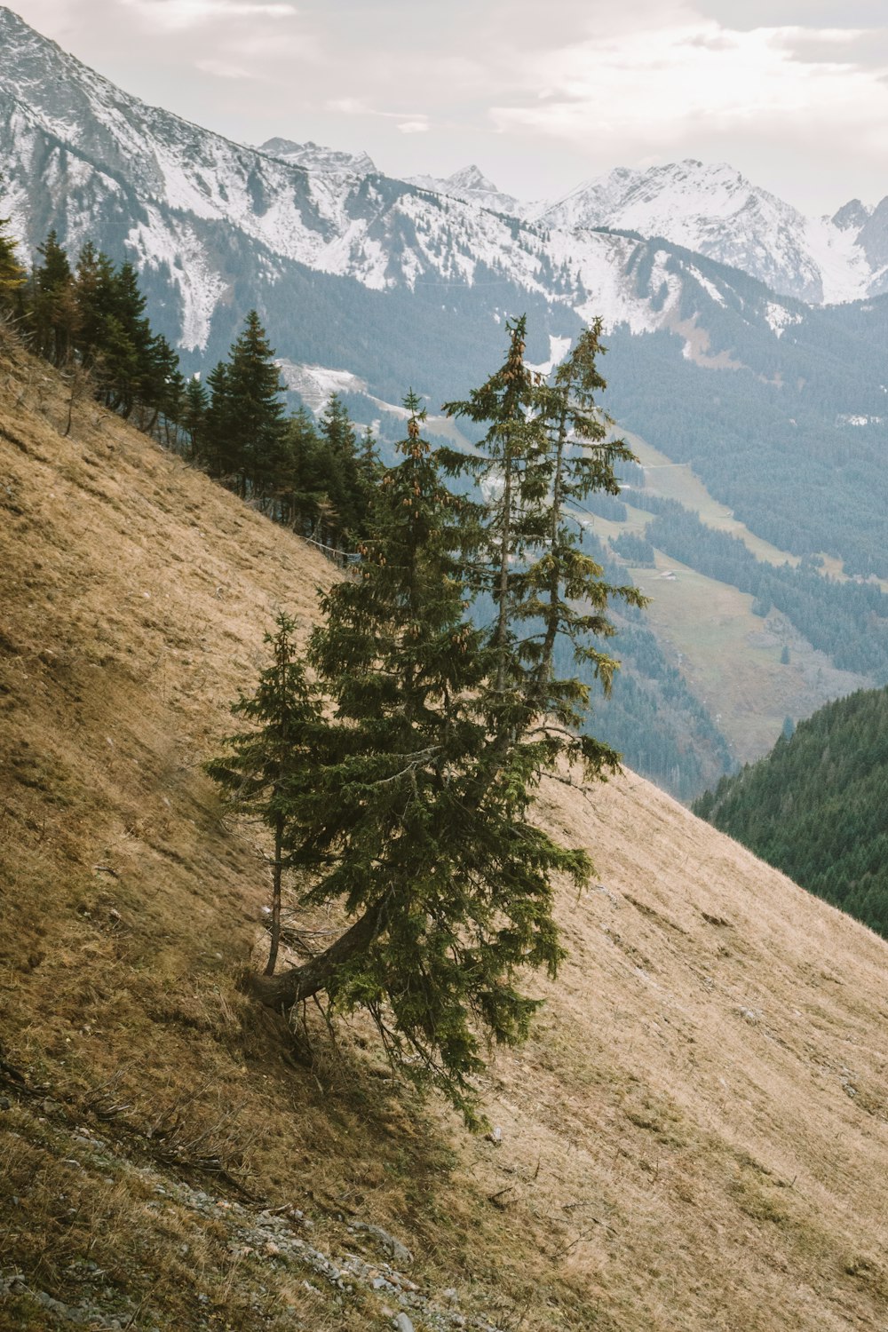 a lone tree on a grassy hill with mountains in the background