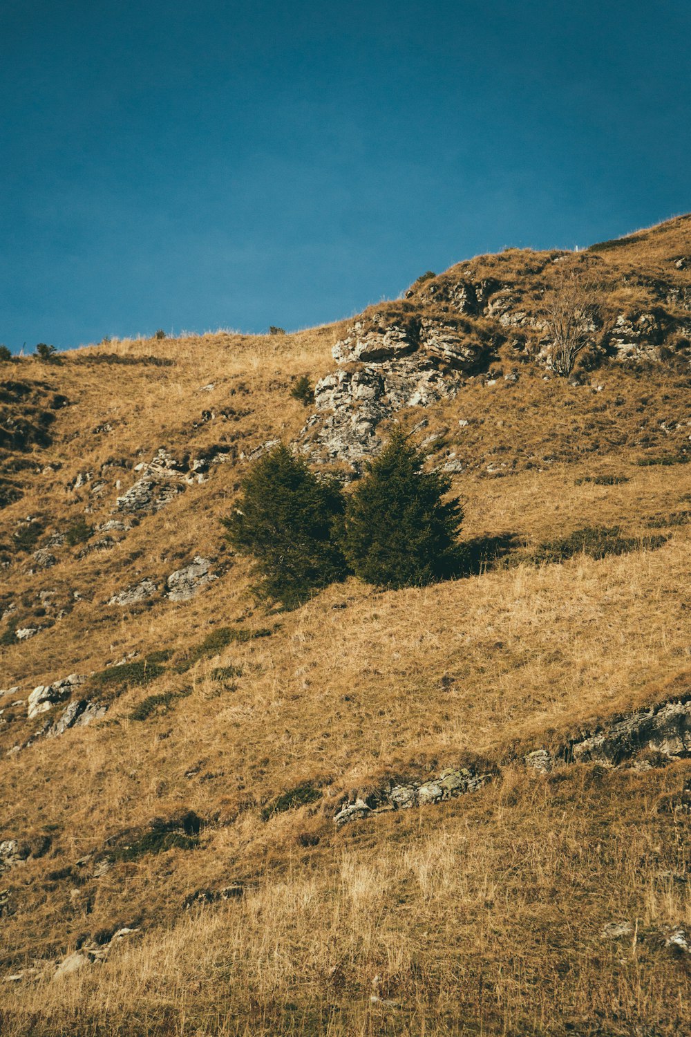 a lone tree on the side of a hill