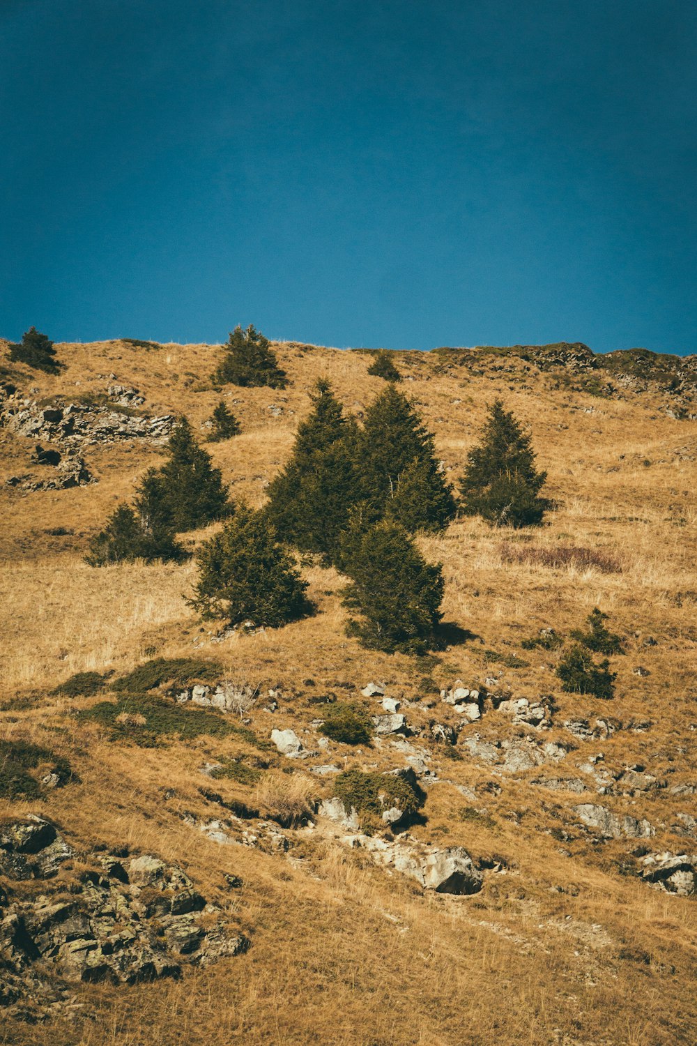 a grassy hill with a few trees on top of it