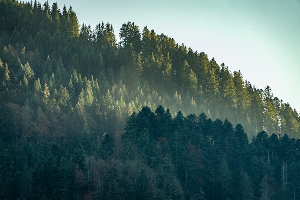 a group of trees that are on a hill