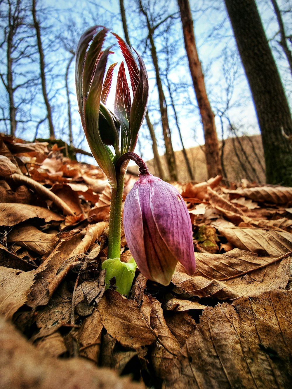 a single flower is blooming in the woods