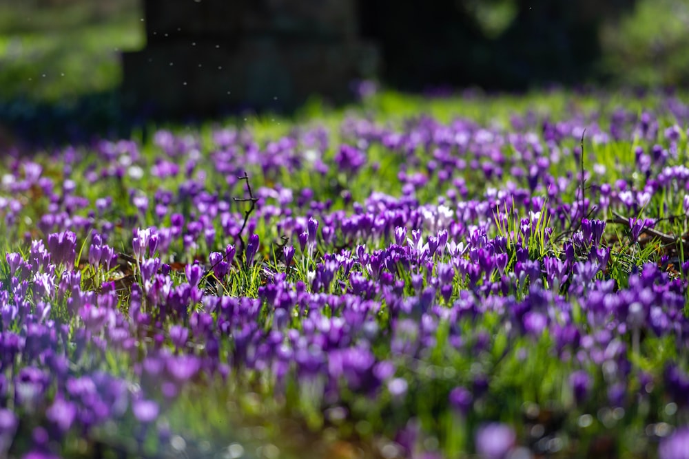 a field of purple flowers in the grass