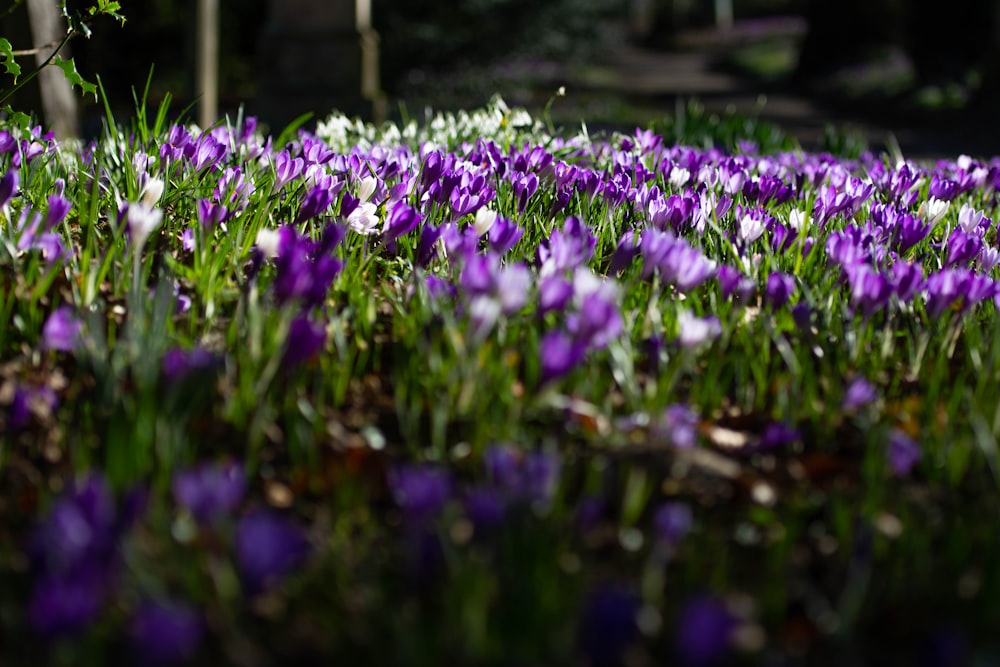a field of purple and white flowers in the grass