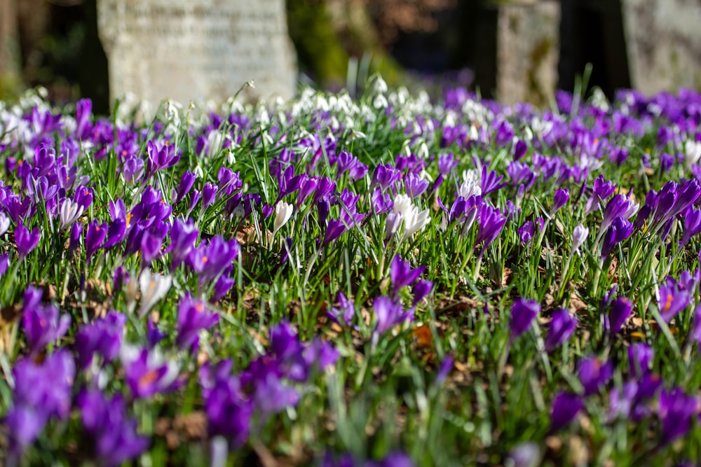 a field full of purple and white flowers