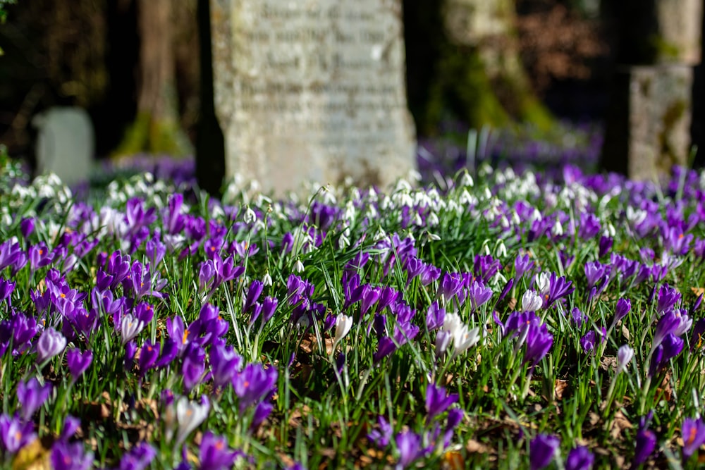 a field of purple and white flowers next to a tree