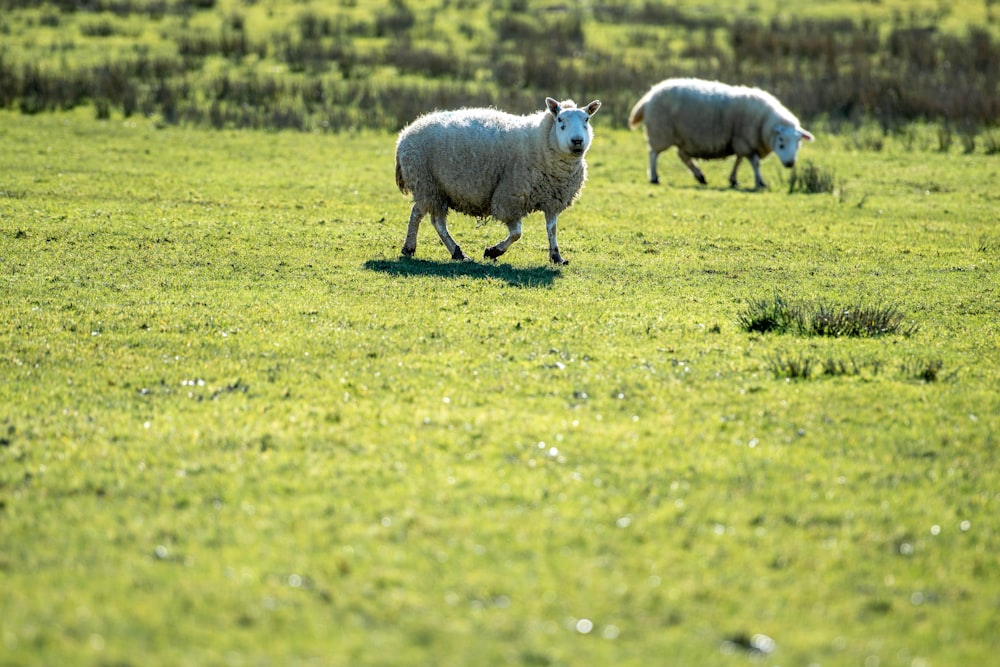 a couple of sheep walking across a lush green field