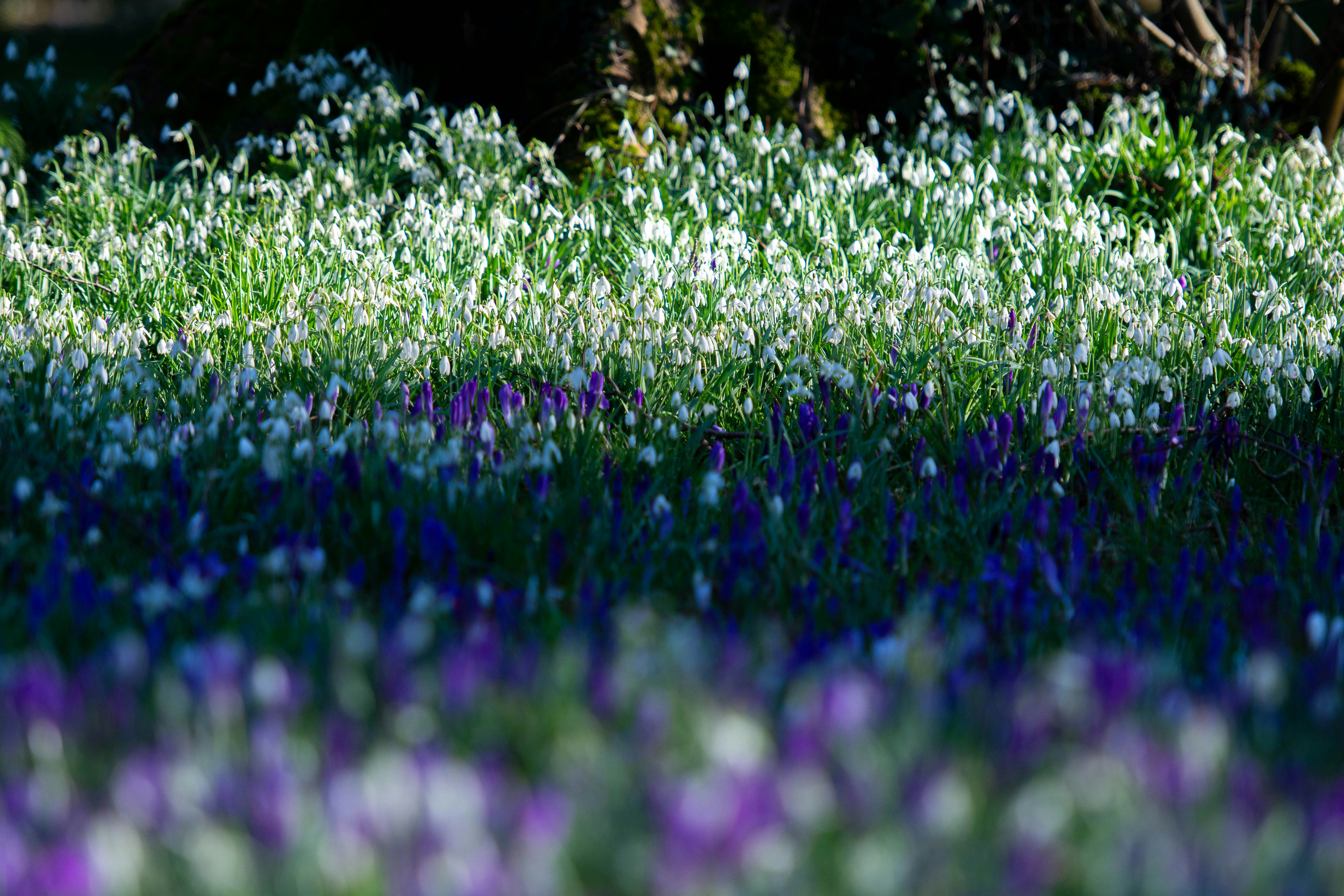 Photo by maplerockdesign