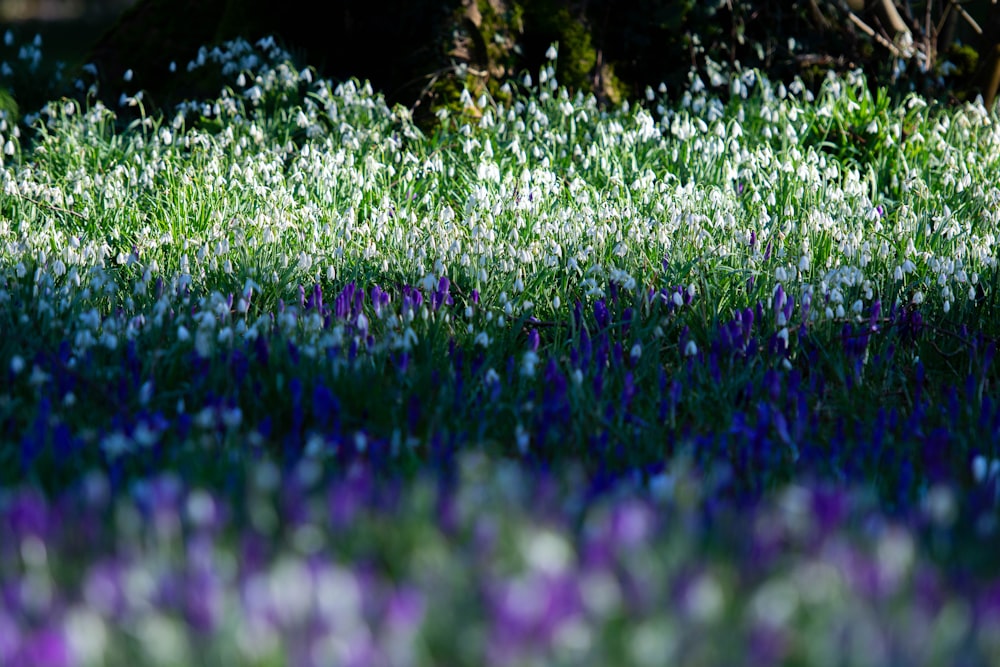 a field full of purple and white flowers