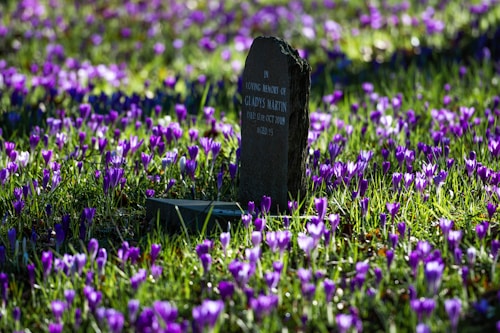 A headstone stands amid a field of vibrant purple and white crocuses, with lush green grass filling the scene. The flowers surround the gravestone, creating a serene and peaceful atmosphere.