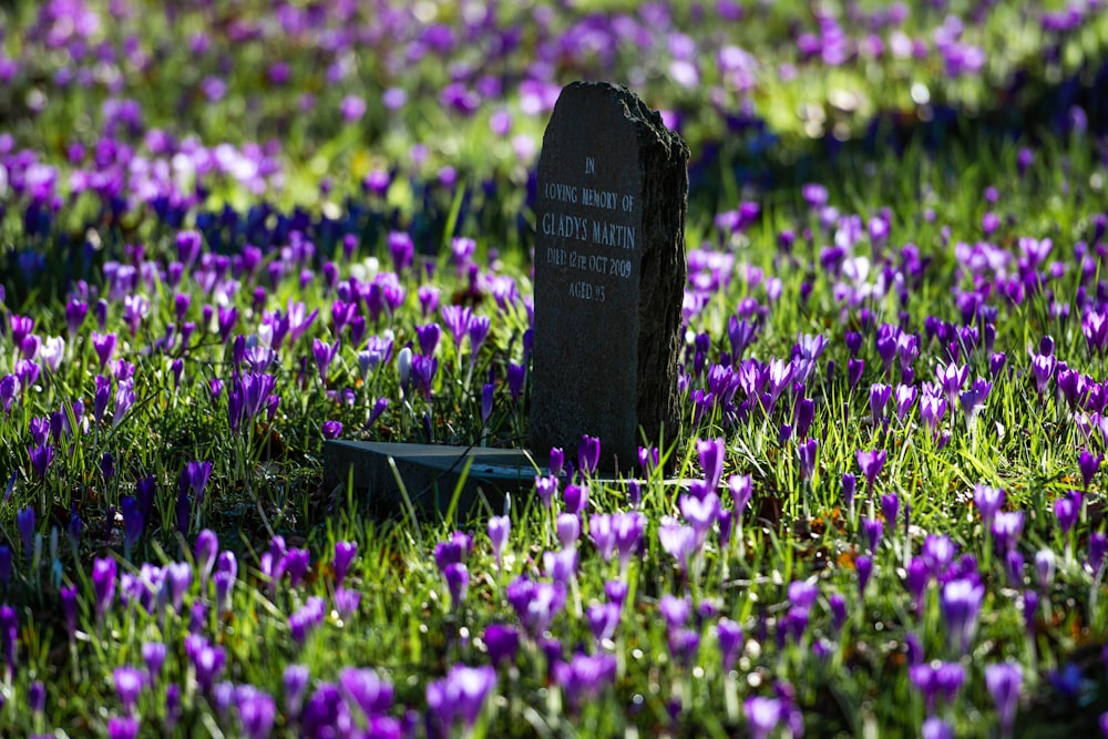 a grave in the middle of a field of purple flowers