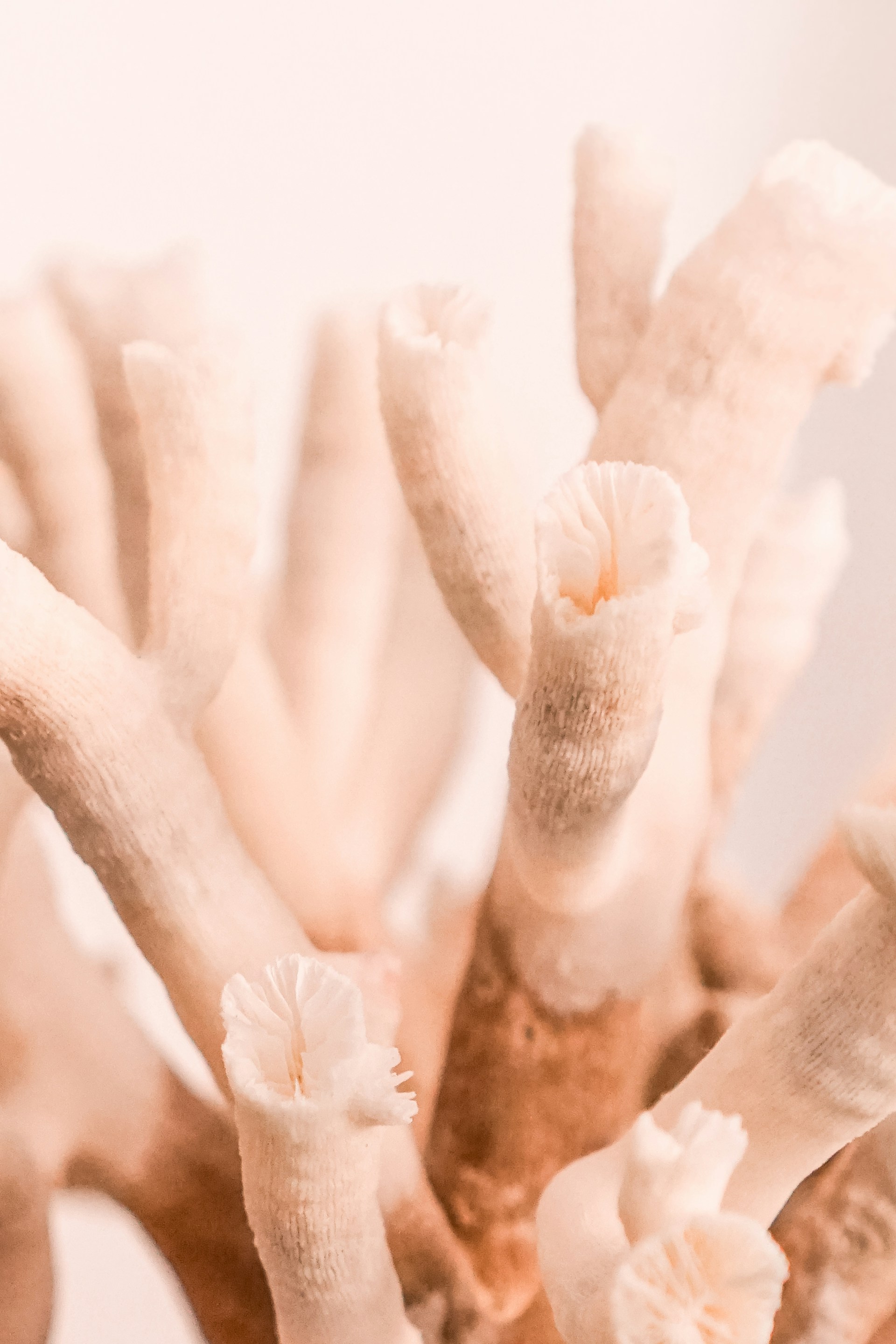 Close-up of a delicate coral reef-inspired clay sculpture with intricate textures and soft pastel hues.