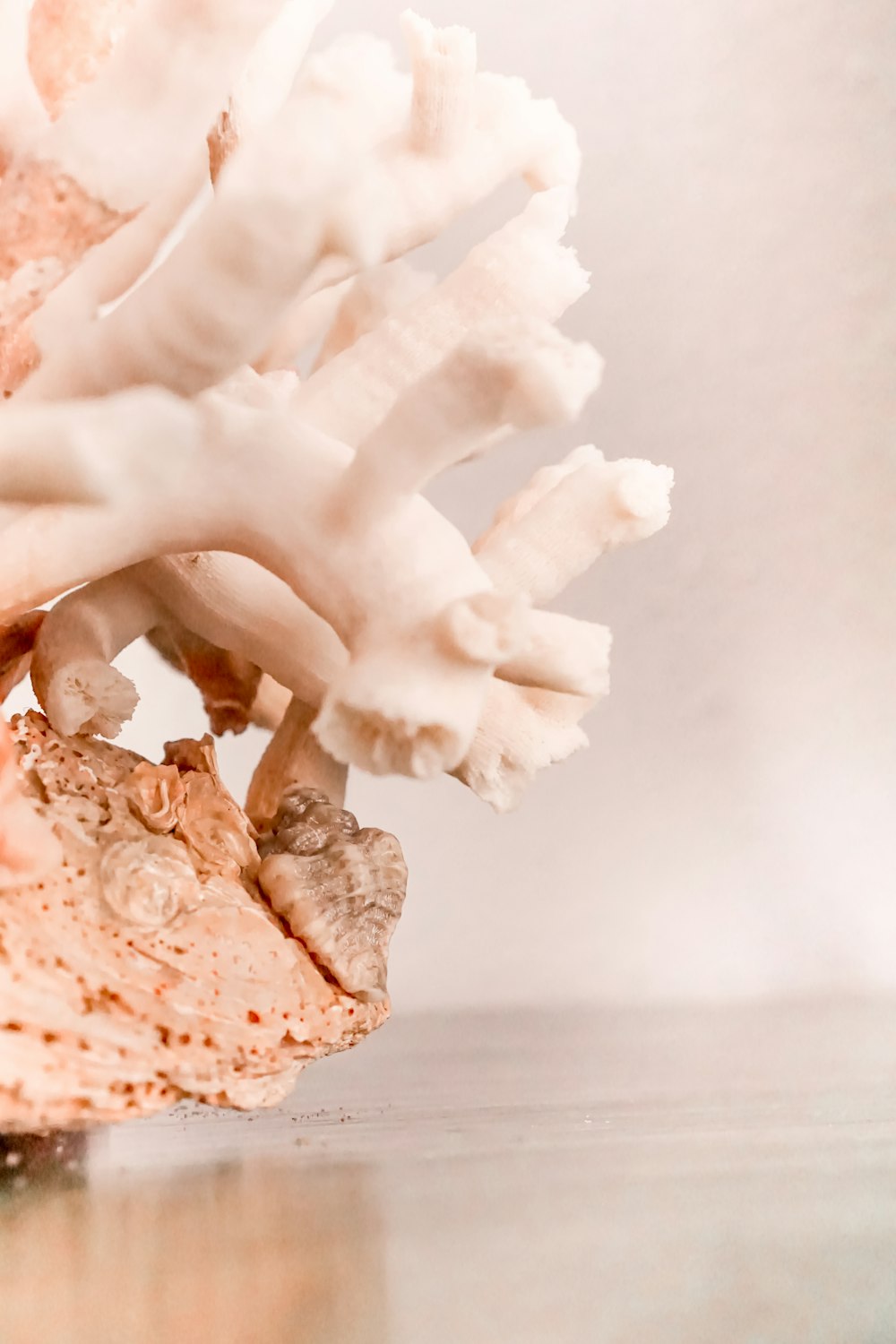 a close up of a coral on a table