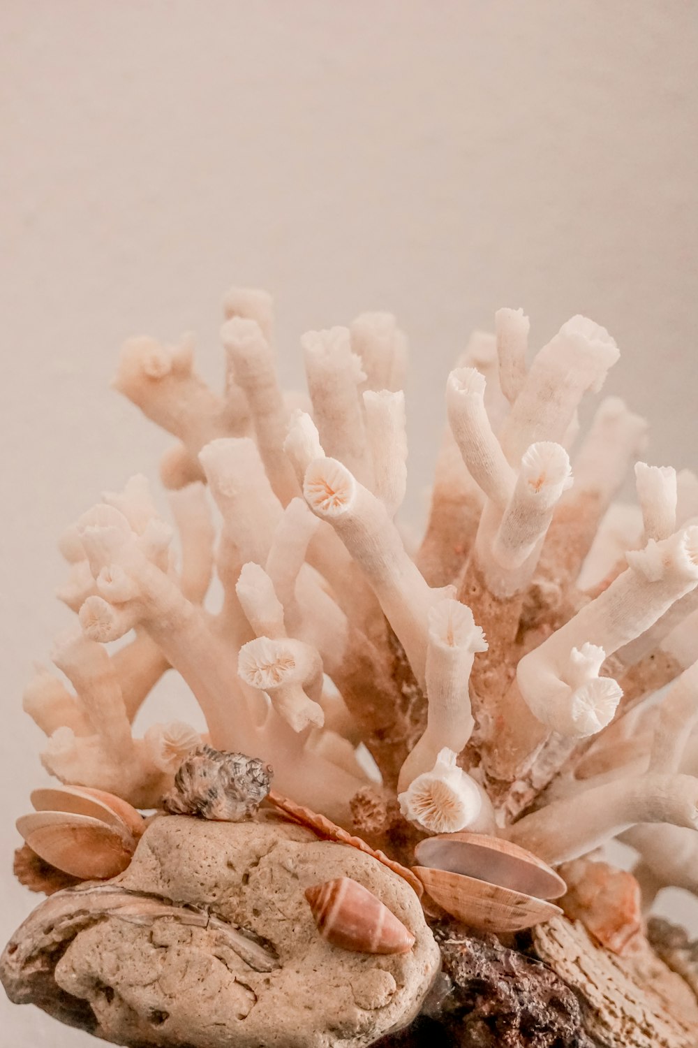 a close up of a bunch of corals on a table