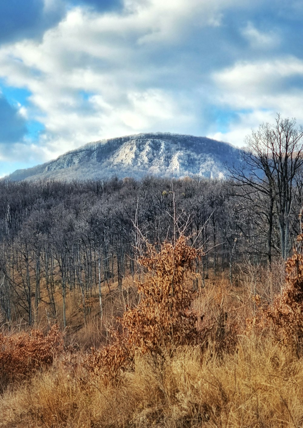 a snow covered mountain in the distance with trees in the foreground