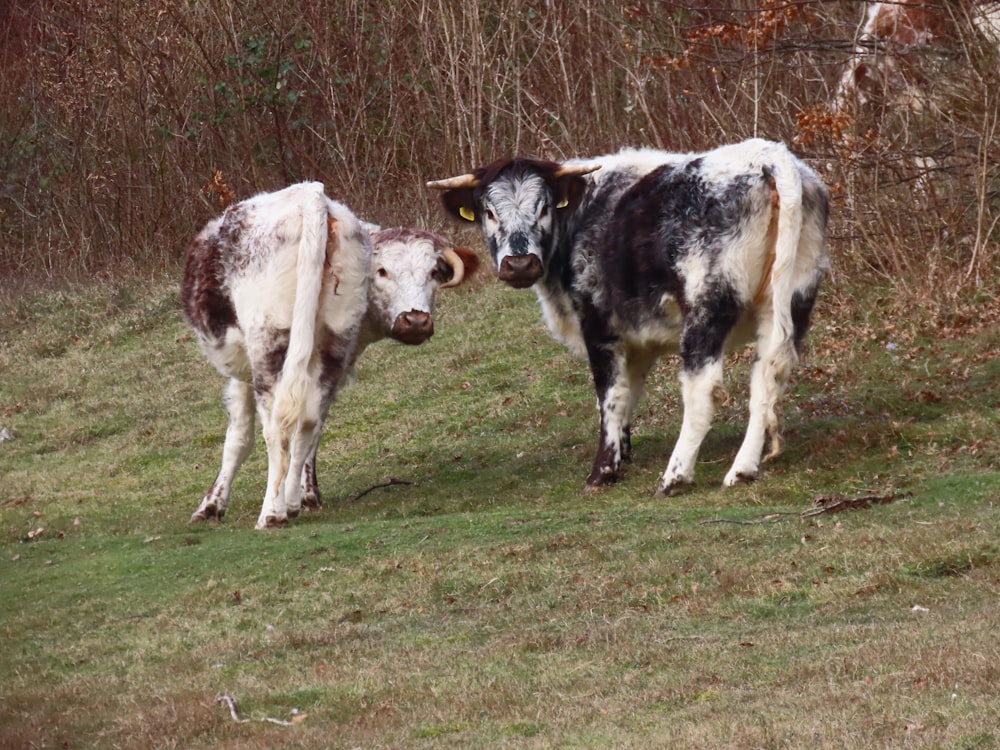 a couple of cows standing on top of a grass covered field