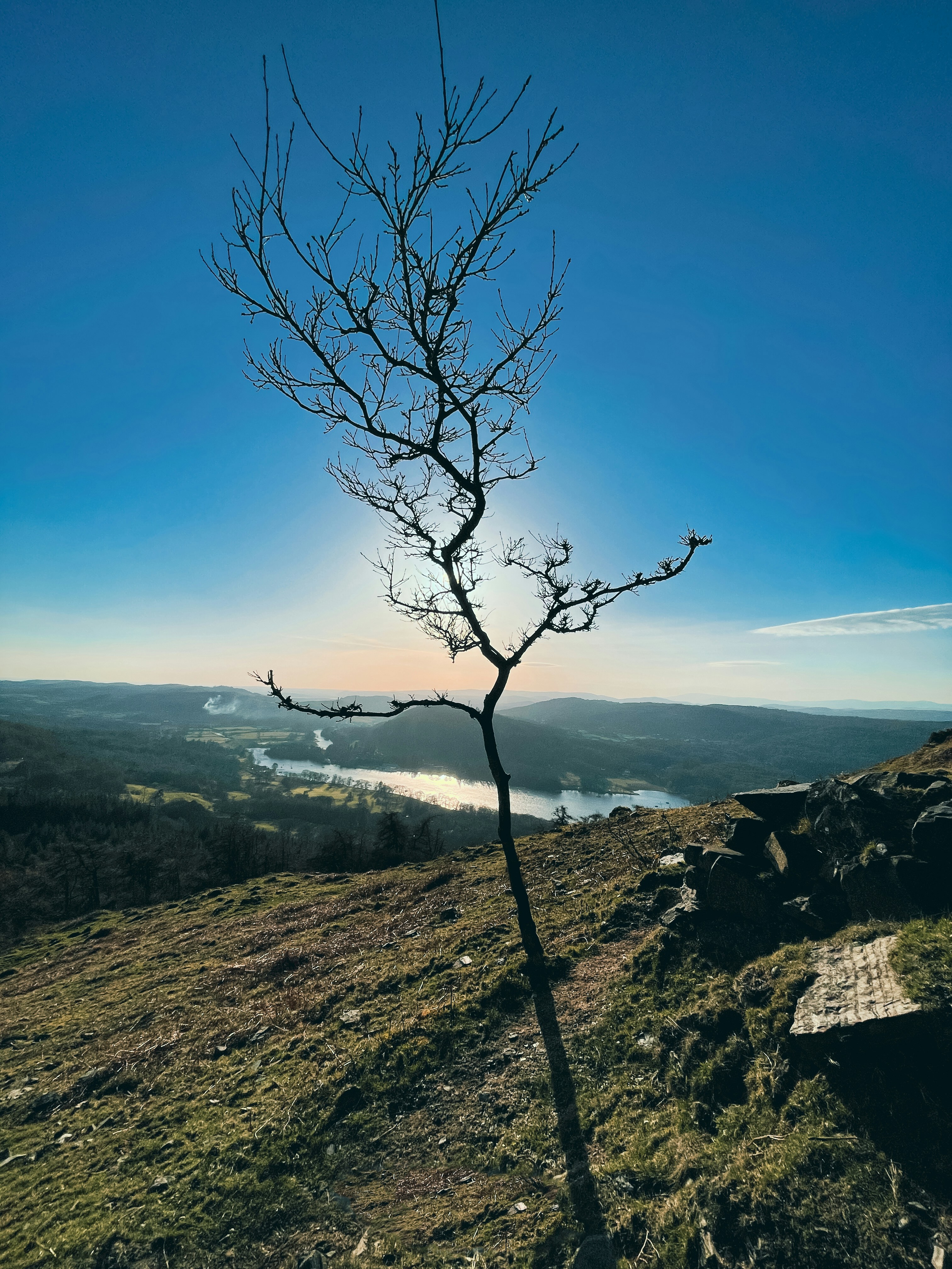 a tree with a mountain in the background