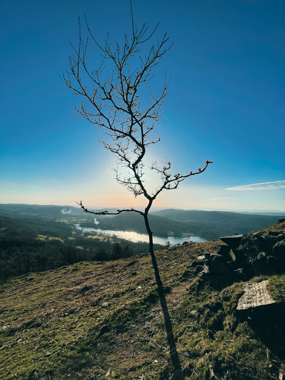 a tree with a mountain in the background