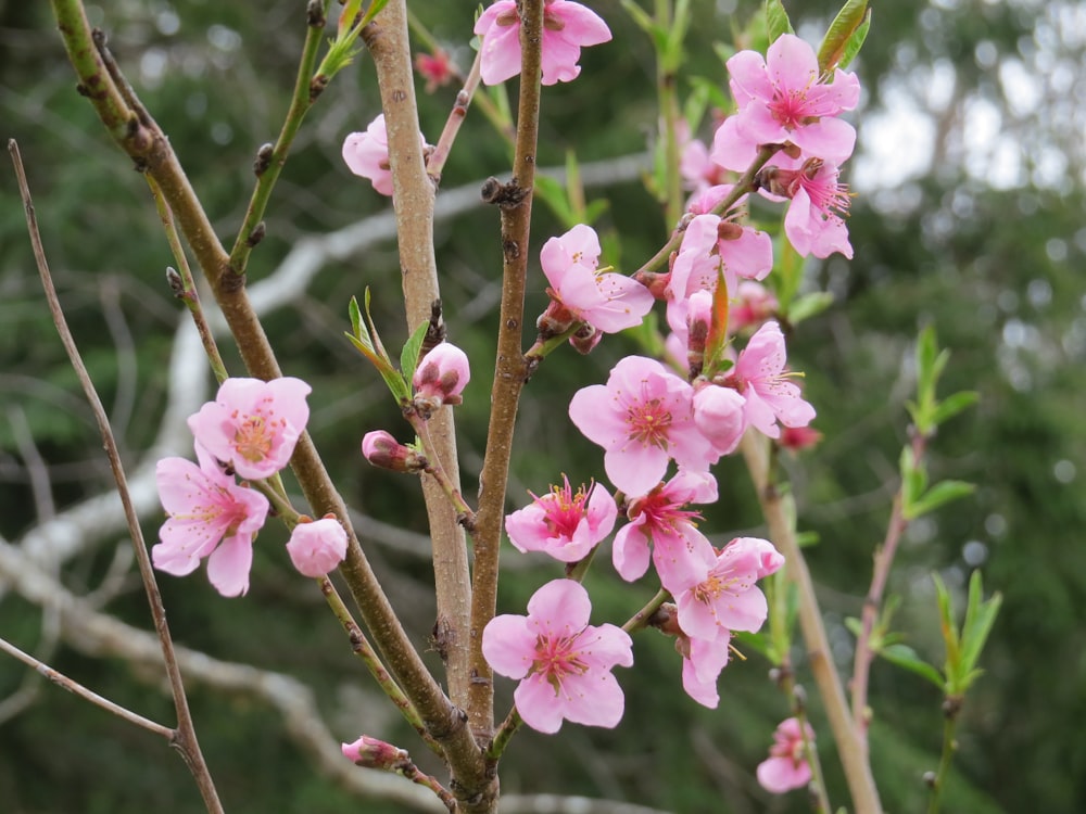 a close up of a tree with pink flowers