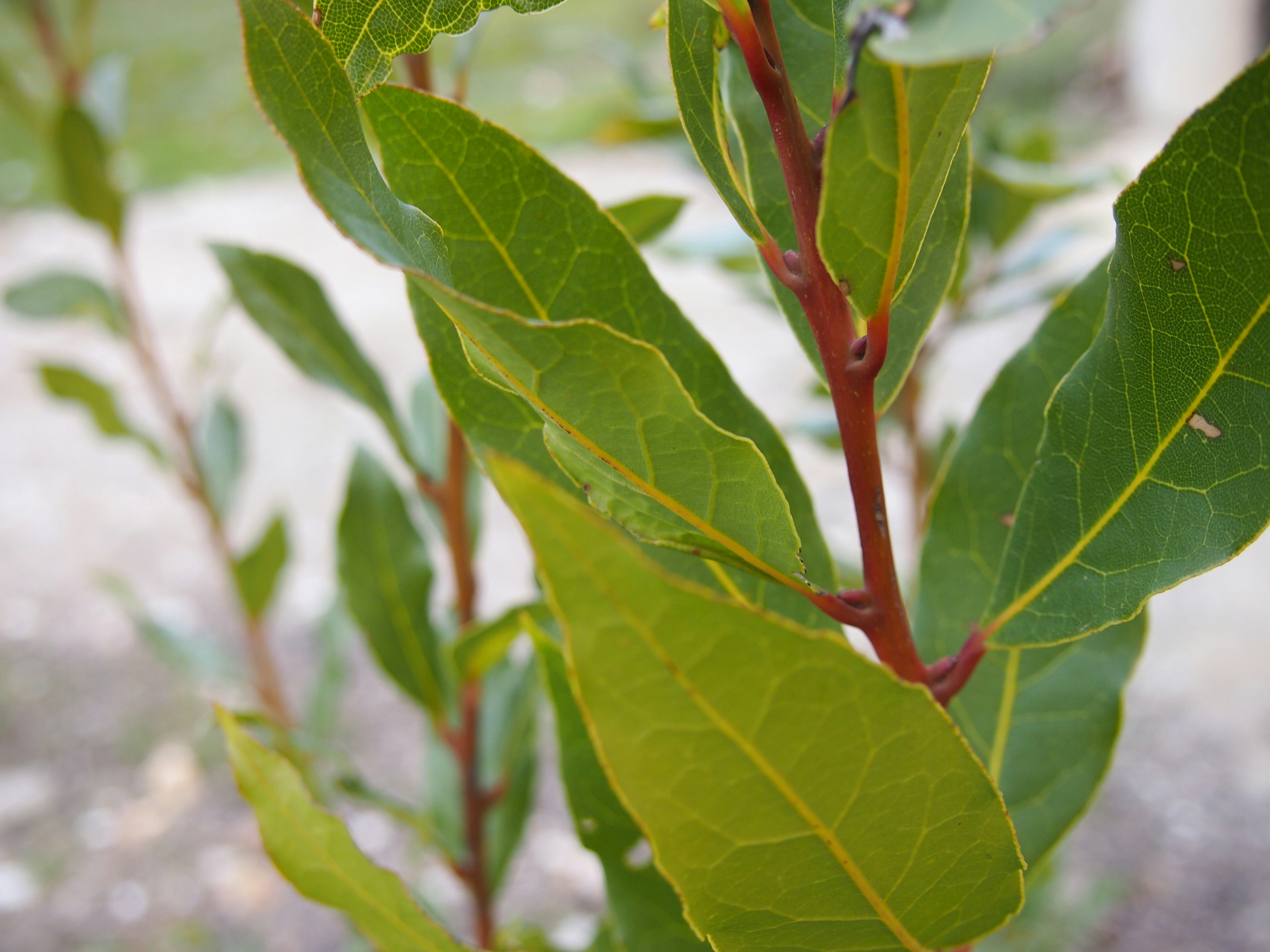 a close up of a green leafy plant
