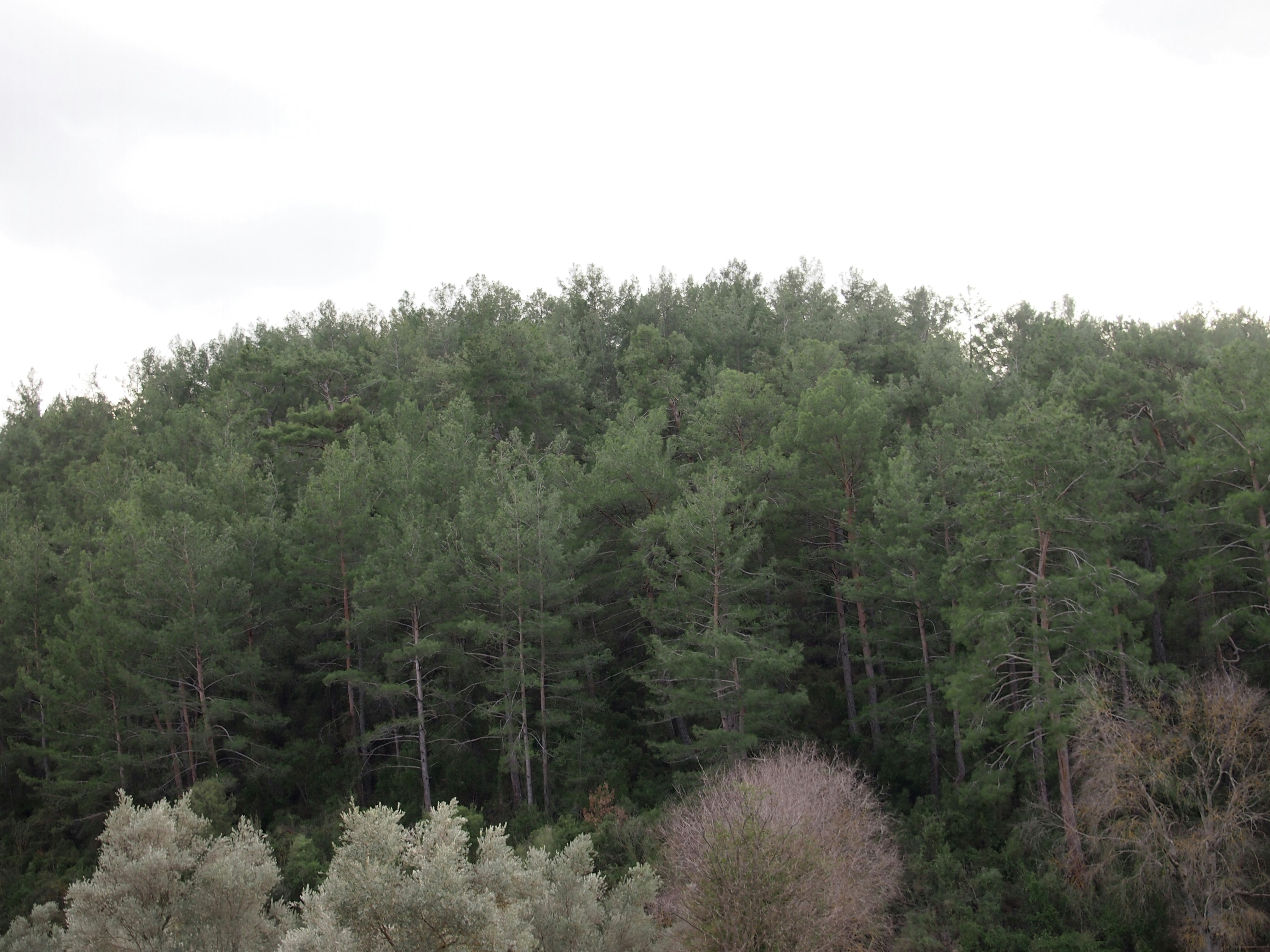 Photo by denchovilla