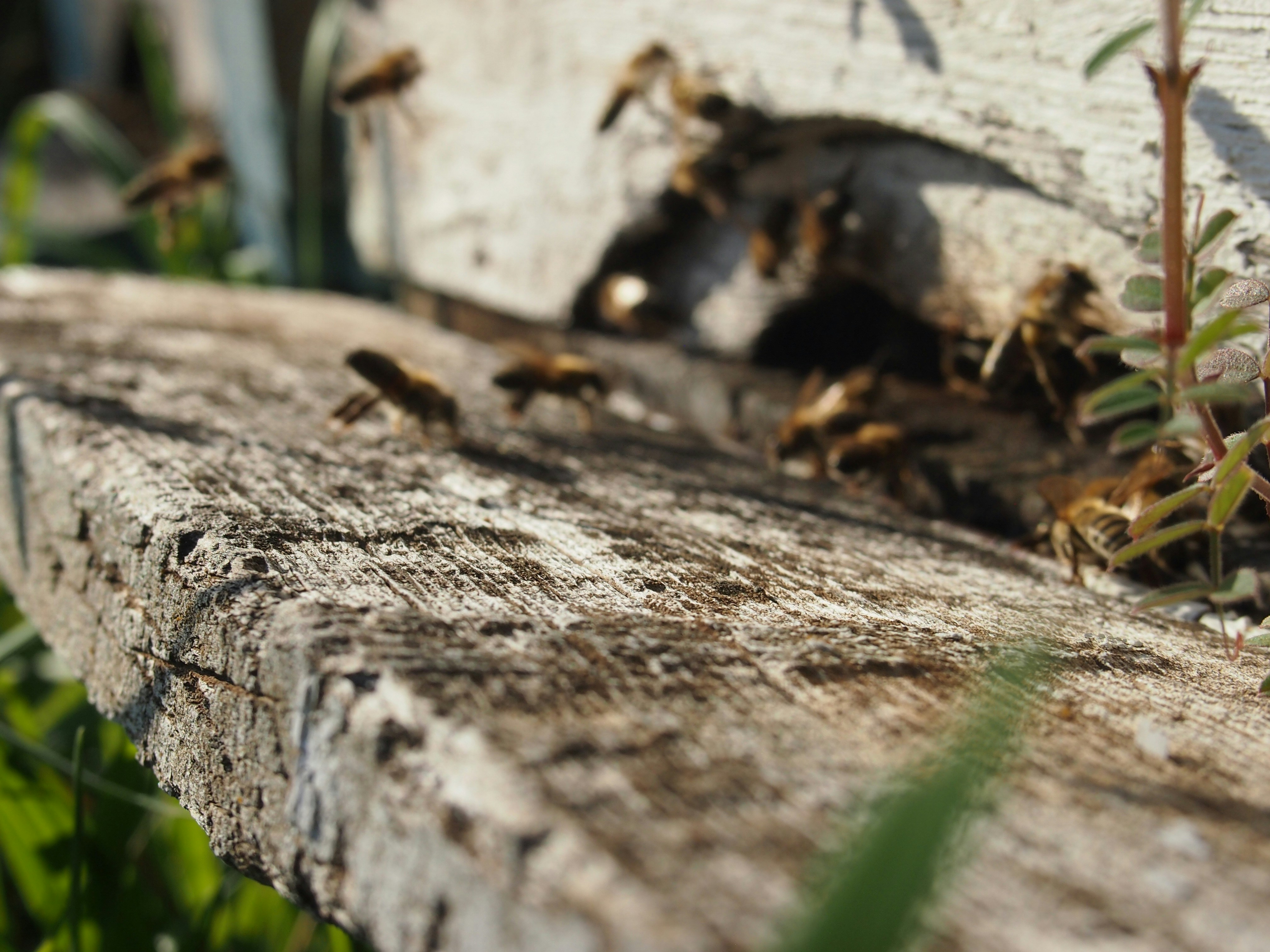 Photo by denchovilla