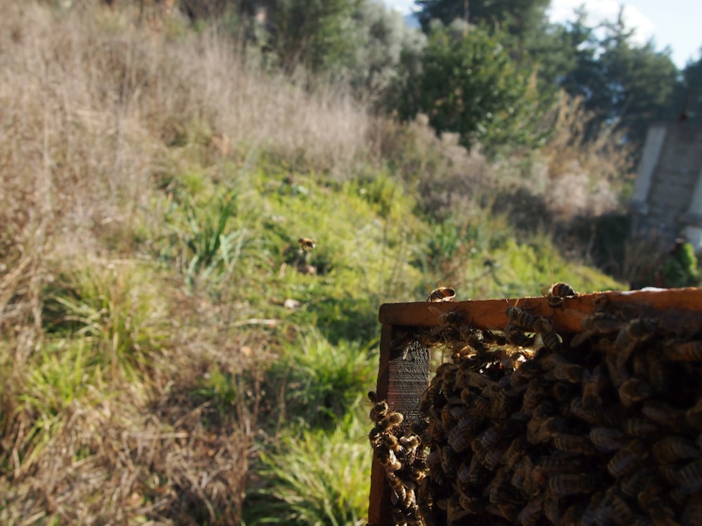 a beehive filled with lots of bees in a field