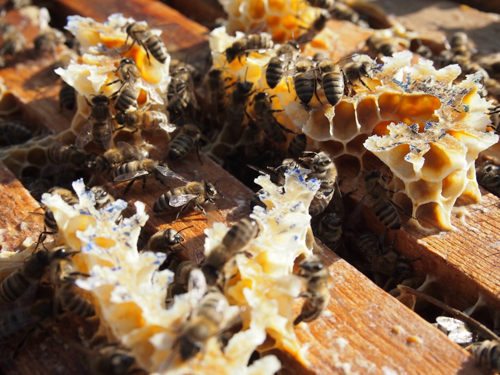 a bunch of bees that are on some wood