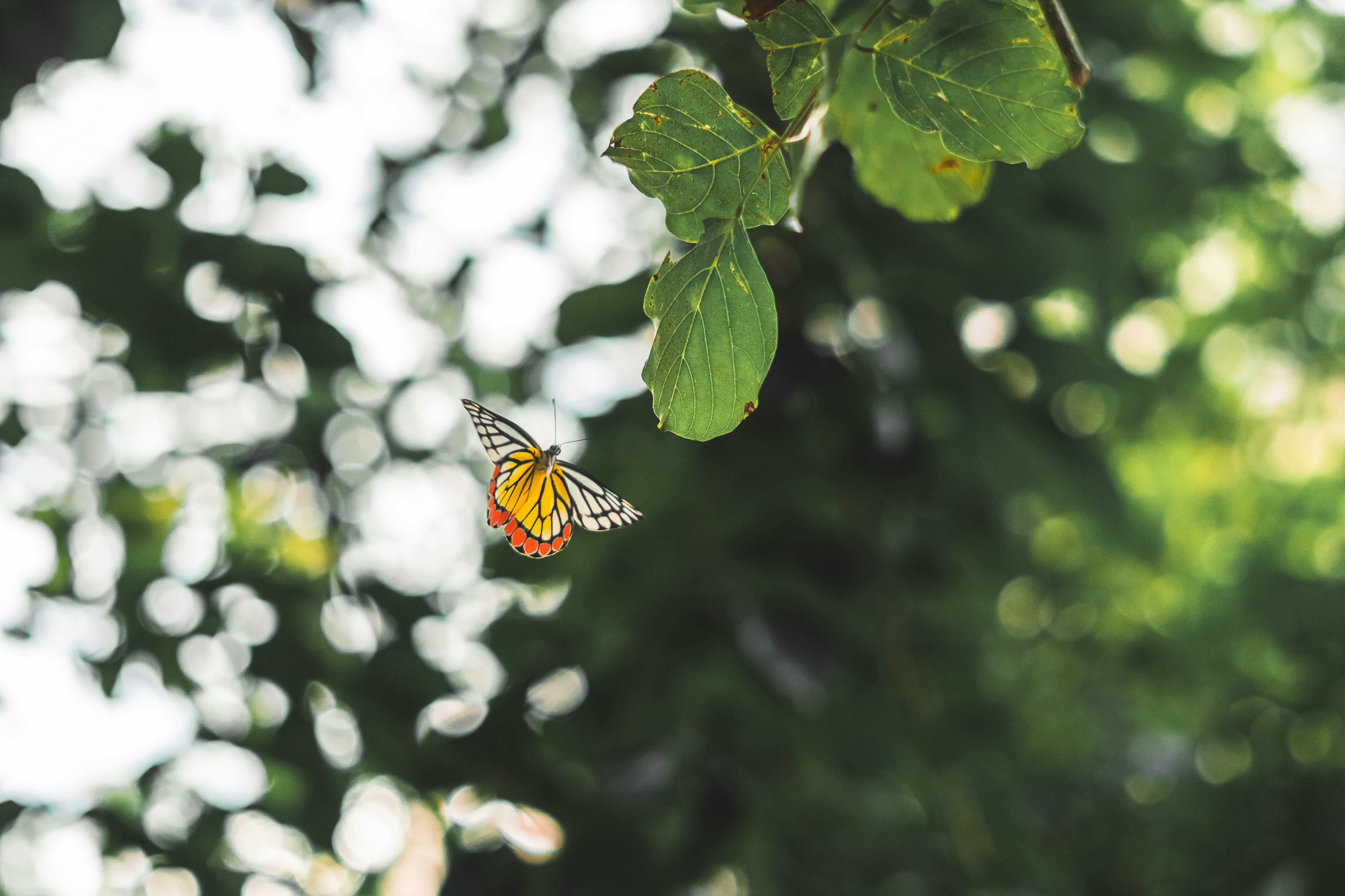 Photo by chethan_kanakamurthy