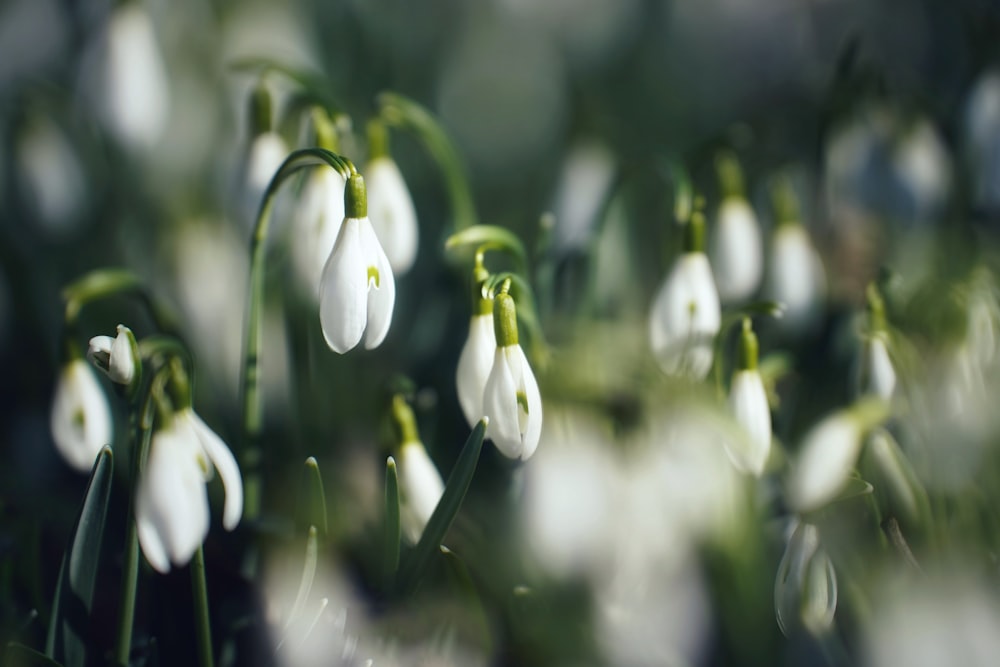 a close up of a flower