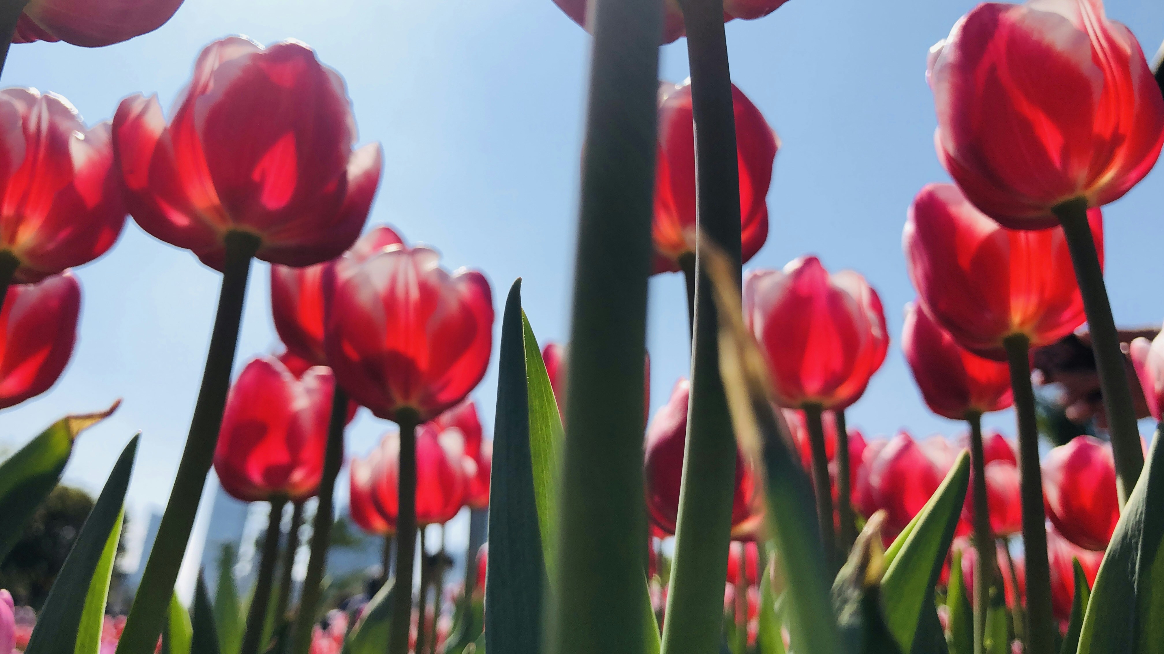 Photo by dickenslin76