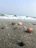 several seashells on a sandy beach near the ocean