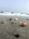 several seashells on a sandy beach near the ocean