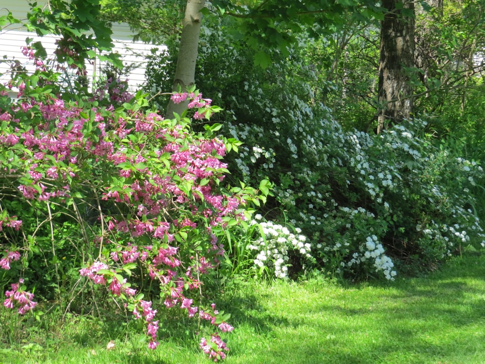 a bush of pink and white flowers next to a house