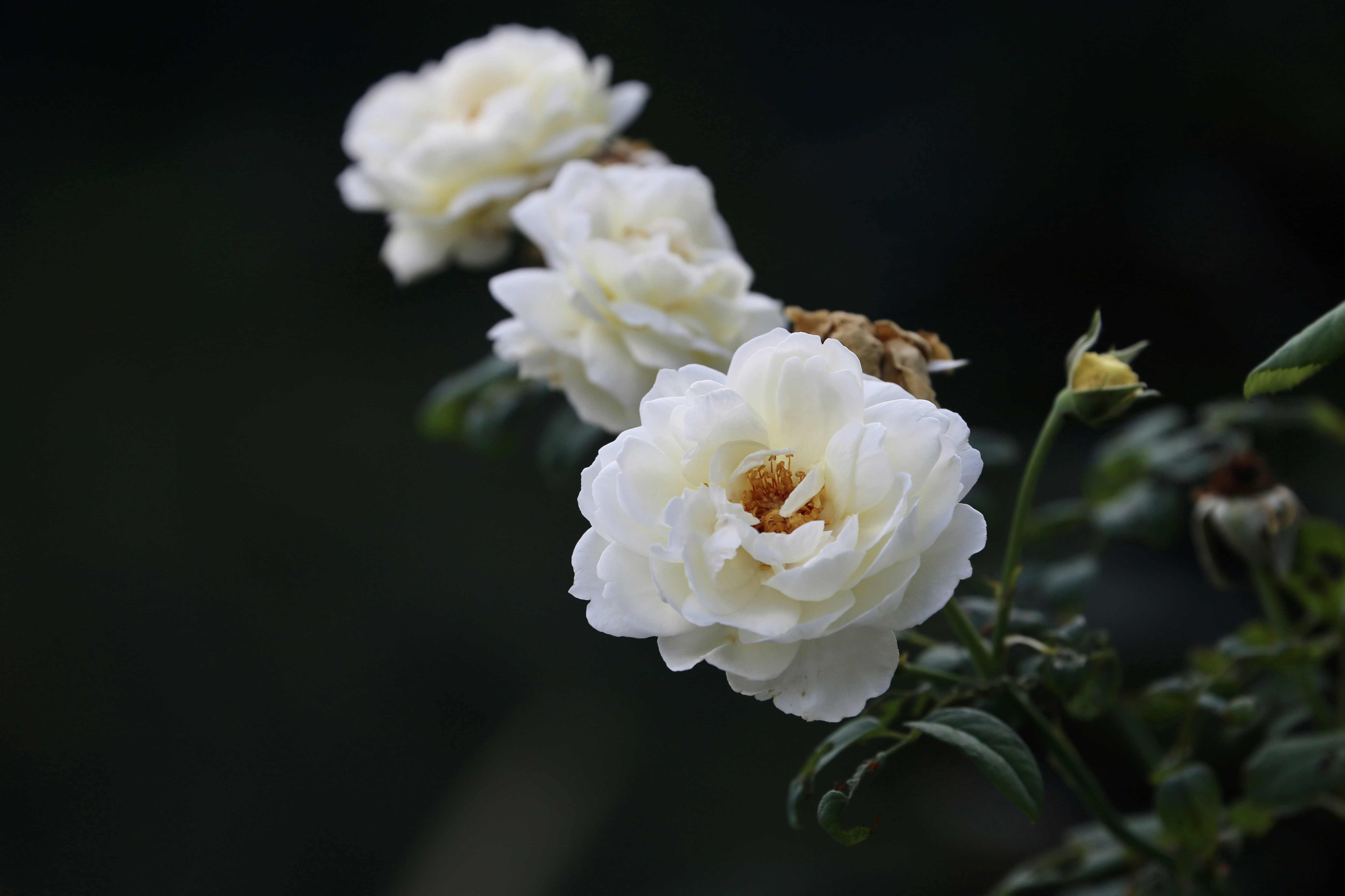 Photo by dickenslin76