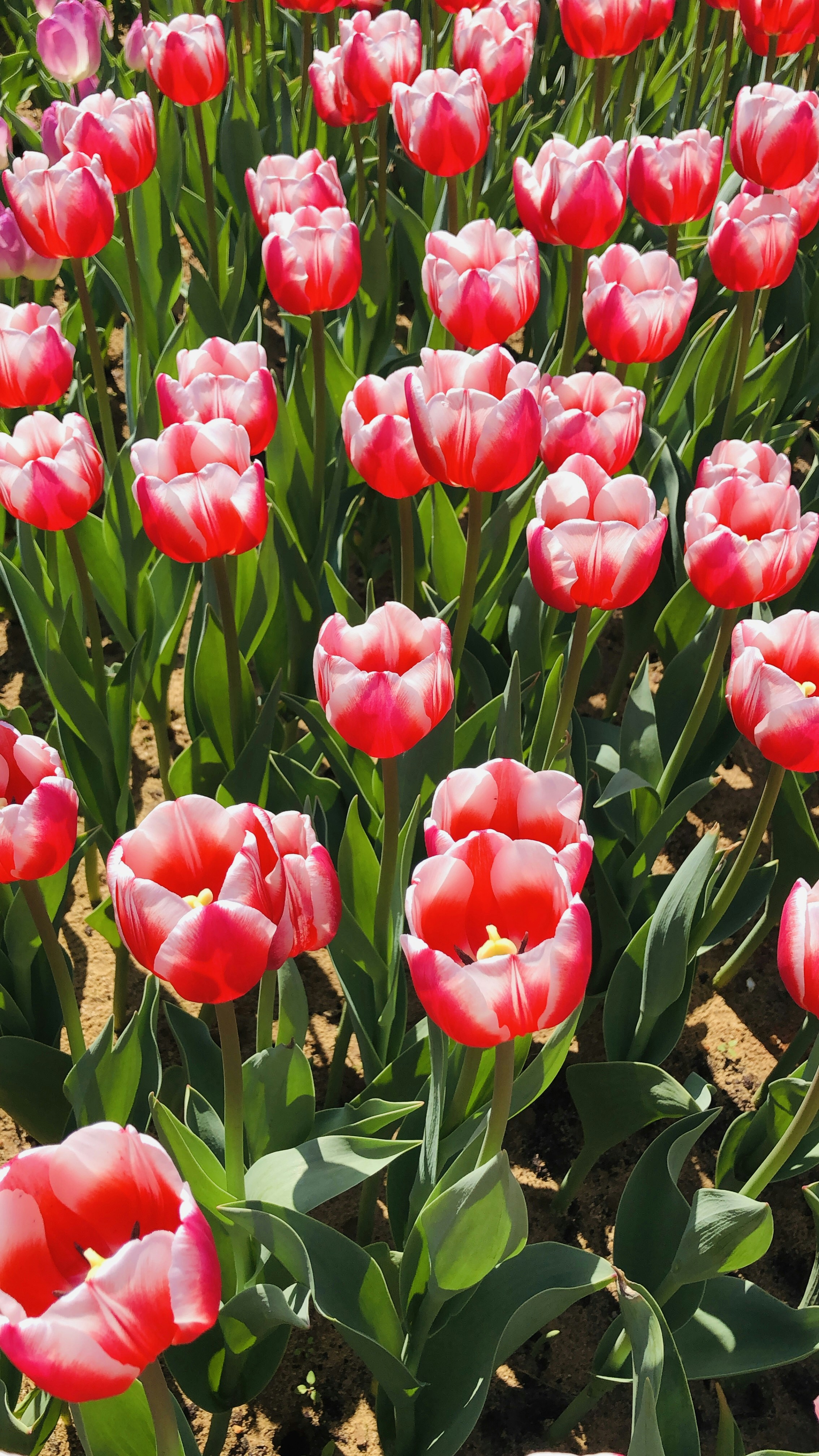 Photo by dickenslin76