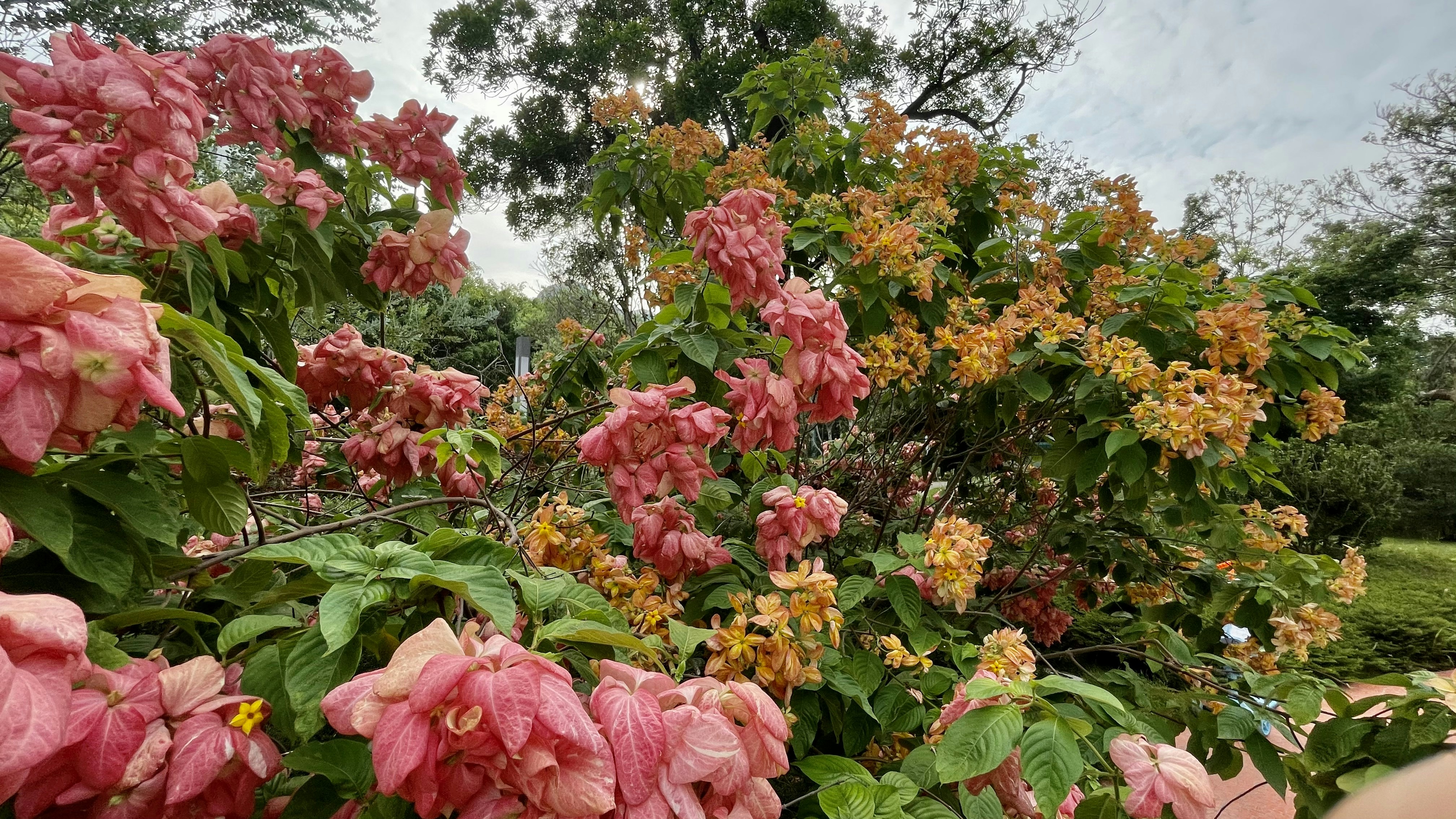 Photo by dickenslin76