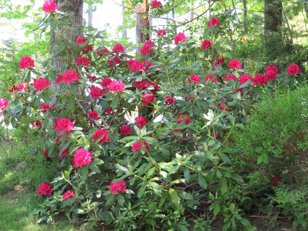 a bush of pink flowers in a wooded area