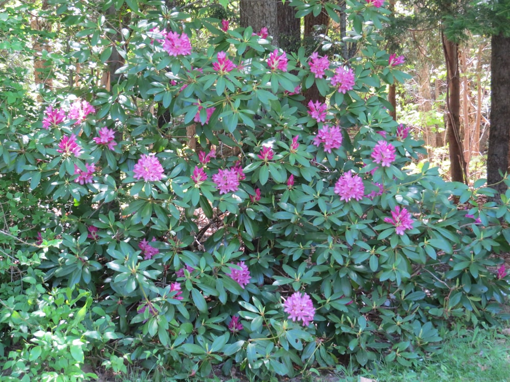 a bush with purple flowers in the middle of a forest