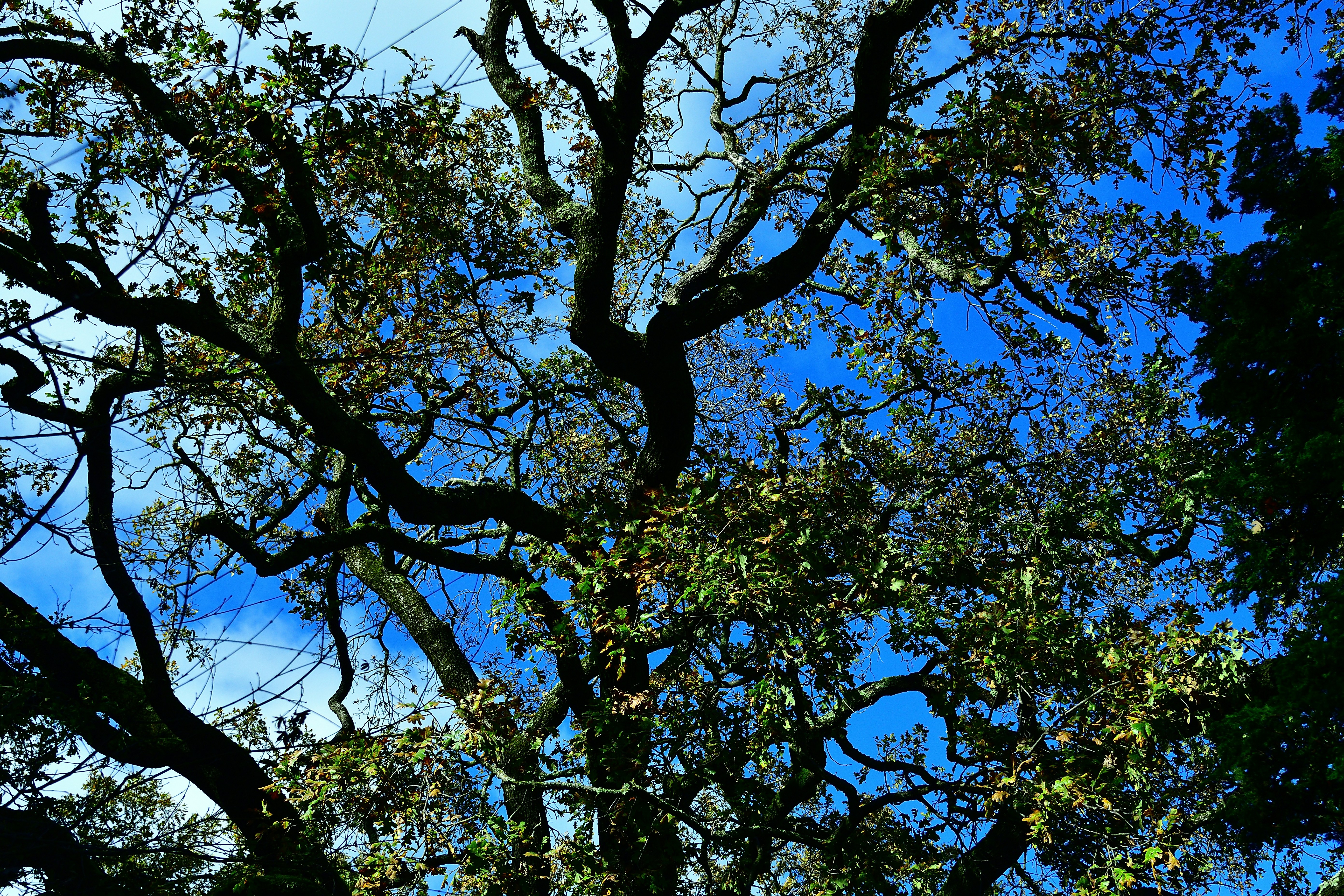 a tree with no leaves and a blue sky in the background