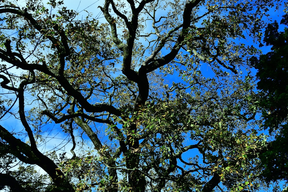 Un albero senza foglie e un cielo blu sullo sfondo