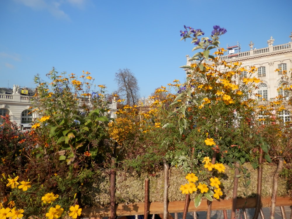 a row of trees with yellow flowers in front of a building