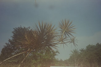 a blue bus driving down a road next to a lush green forest